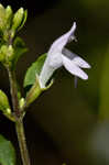 Georgia calamint